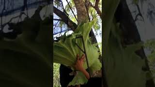 Staghorn Fern fypage plantlove fypyoutube fypシ゚viral gatdening planting weloveplants [upl. by Drhacir418]