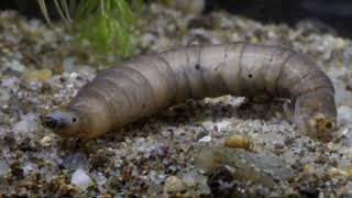 Diving beetle Dytiscidae larvae preyCsíkbogár lárva zsákmányszerzései [upl. by Eylsel]