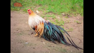 White leghorn rooster crowing in the morning [upl. by Hasty]