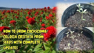 HOW TO GROW COCKSCOMBCELOSIA CRISTATA FROM SEEDS WITH FULL UPDATES [upl. by Auhel]