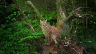 Scenic Nature of Gauja National Park [upl. by Aleet]