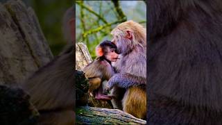 Baboon mother love her baby 🐒 Monkey baboon monkey shorts [upl. by Noemys795]