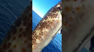 Sea Lice Running Around On Lingcod shorts fishing ocean [upl. by Nyleak]