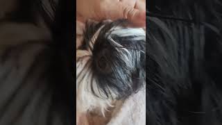 Shih Tzu roncador só acorda com um barulho [upl. by Rosdniw]