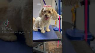 EllieHavanese Mix 🐶🩷 Grooming video coming dogs grooming donnathedoggroomer [upl. by Peirce]