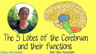 The Cerebrum and its functions [upl. by Granlund344]