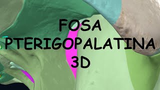 FOSA PTERIGOPALATINA 3D [upl. by Ecnarepmet]