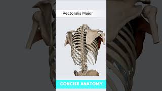 Pectoralis Major Muscle Anatomy  Origin Insertion Action pectoralismajor [upl. by Niarbo]