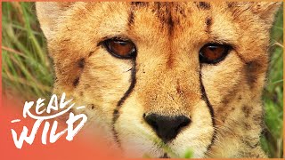 Animal Kingdom Cheetahs And Leopards Documentary Series [upl. by Autry]