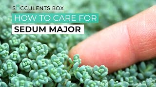 BEST TIPS HOW TO GROW AND CARE FOR SEDUM MAJOR  SUCCULENT CARE GUIDE [upl. by Dorej602]