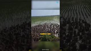 Sueltan 10 mil patos en un campo de arroz 🦆🌾 shorts [upl. by Ytirev]