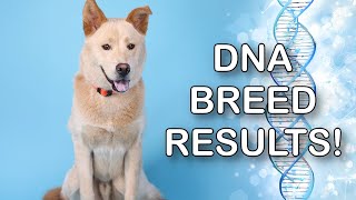 Shelter Dog Pumpkin DNA Test Results LIVE 🔴  Can You Guess [upl. by Haon383]