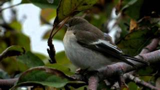 41011 2 Gobemouche noir Ficedula hypoleuca European Pied Flycatcher [upl. by Bashee]