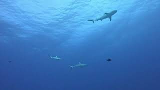 The Wall of SharksFakarava [upl. by Filbert]