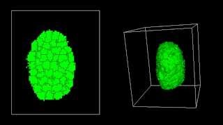 3D ConvergentExtension Simulation [upl. by Jung]