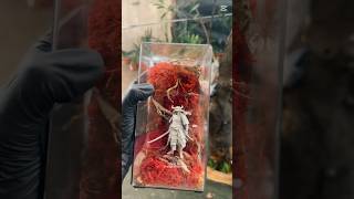 The Ronin in Red diorama preserved moss shorts diorama terrarium diydiorama dioramacreators [upl. by Slaby]