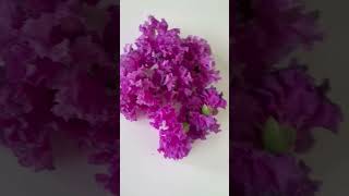 Lagerstroemia speciosa  flowers  gardening  nature [upl. by Duester]