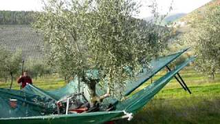 Mechanical Harvesting of Olives in Italy [upl. by Siuluj]