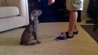 Weimaraner Puppy Tricks at 9 Weeks Old [upl. by Husha]