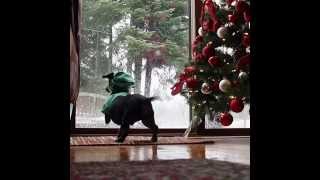 Crusoe the Dachshund Rescues Santas Presents [upl. by Eneliak608]