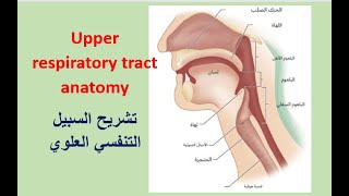 Upper respiratory tract anatomy [upl. by Nytsirt]