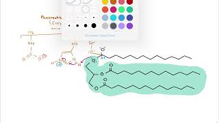 Triacylglycerol Hydrolysis  Mechanism [upl. by Nnav935]