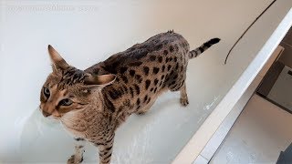 Living with a Savannah cat Bath Fun Ep 7 [upl. by Kania531]