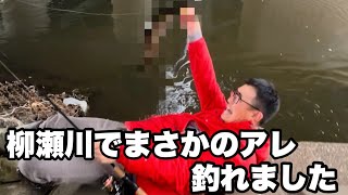 【柳瀬川】マルタ遡上調査であの魚が釣れた！ [upl. by Kaitlyn]