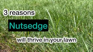 Three reasons nutsedge will thrive in your lawn [upl. by Uis]