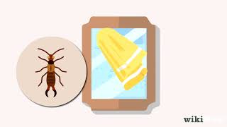 How to Get Rid of Earwigs [upl. by Sacks]