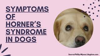 Symptoms Of Horner’s Syndrome In Dogs [upl. by Atsirhcal]