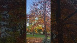 Herfst in Nijmegen 🍂 [upl. by Hctud]