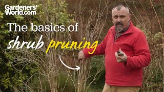 The basics of shrub pruning [upl. by Tavie]