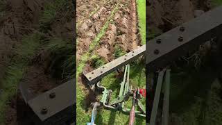 Old school moldboard plow Getting a field ready for pinkeye purple peas [upl. by Shieh]