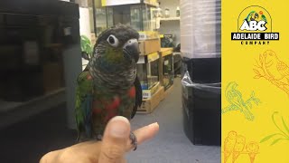 Crimson Bellied Conure Hand Reared  Adelaide Bird Co [upl. by O'Rourke]