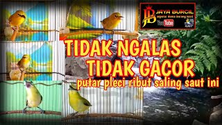 terapi suara pleci ribut saling saut super ampuh untuk pleci bisu tidak gacor [upl. by Maison]