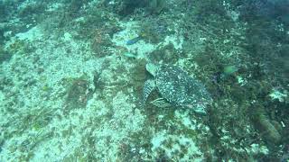 Hawksbill Cozumel 24102024 [upl. by Aenea724]