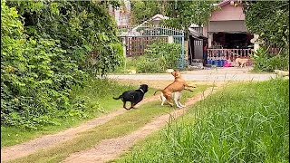 Dog attack street dogs vs Rottweiler and Pitbull bandog [upl. by Bremser]