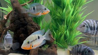 Firemouth Cichlids Added To My Cichlid Aquarium [upl. by Enaywd]