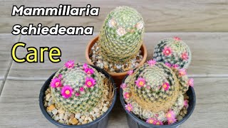 How To care For Mammillaria Cactus l Mammillaria Schiedeana Care Tips [upl. by Ecille]