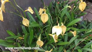 OrchidWeb  Masdevallia coccinea xanthina Crestwood AMAOS [upl. by Aremahs]