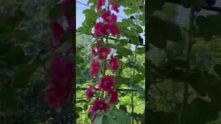 hollyhock foxglove flowerlovers [upl. by Aicul595]