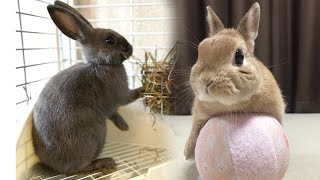 Cute Rabbit Doing Funny Things  Cute Bunny Dancing  Funny Things Caught On Camera [upl. by Sessylu846]