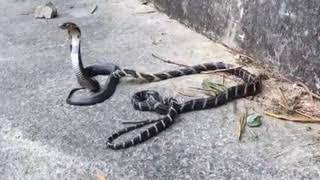 發生在香港的舟山眼鏡蛇遇上幼眼鏡王蛇 Chinese cobra in Hong Kong meets King Cobra [upl. by Ayotaj]