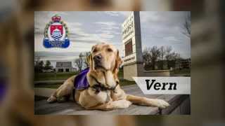 Kingston Police CanineAssisted Intervention CAI Dog  Vern [upl. by Herwin106]