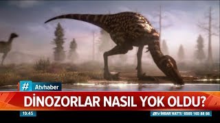 Dinozorlar nasıl yok oldu  Atv Haber 12 Eylül 2019 [upl. by Arihay]