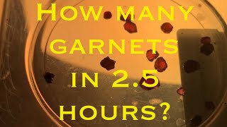 How many garnets can I find in 25 hours on Garnet Bar South Platte River prospecting gold garnet [upl. by Fitts]