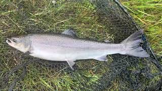 Northwest Scotland Spate River Salmon Fishing August 2023 [upl. by Barb600]