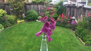 Foxglove Digitalis  After Bloom Care TrimPull Up June 24 [upl. by Bechler]