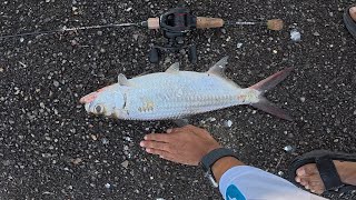 Malaysian Tarpon New Record Size  DJI Osmo Action 5 pro first test [upl. by Rustice543]